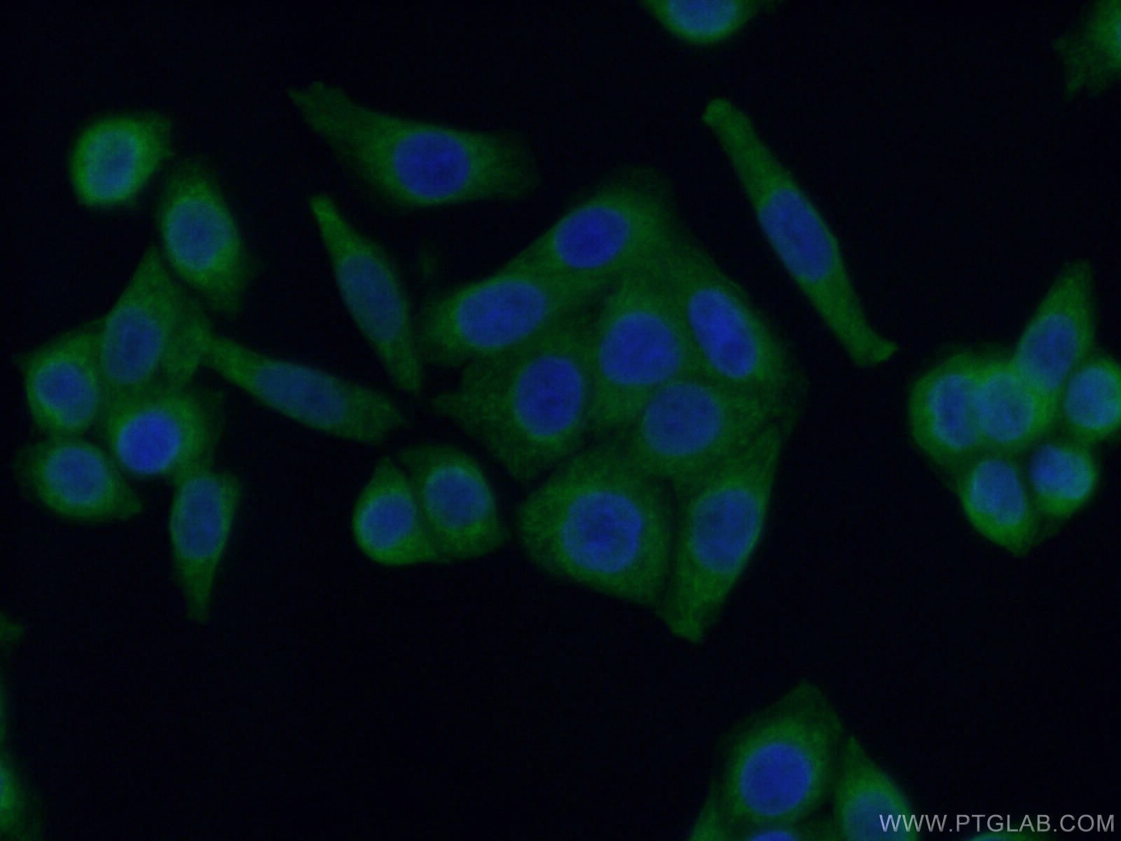 Immunofluorescence (IF) / fluorescent staining of HeLa cells using CoraLite® Plus 488-conjugated Arginase-1 Monoclona (CL488-66129)
