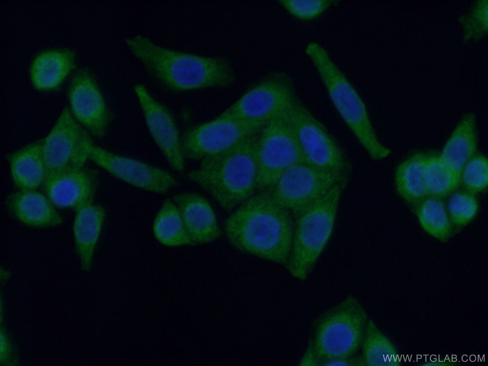 IF Staining of HeLa using CL488-66129