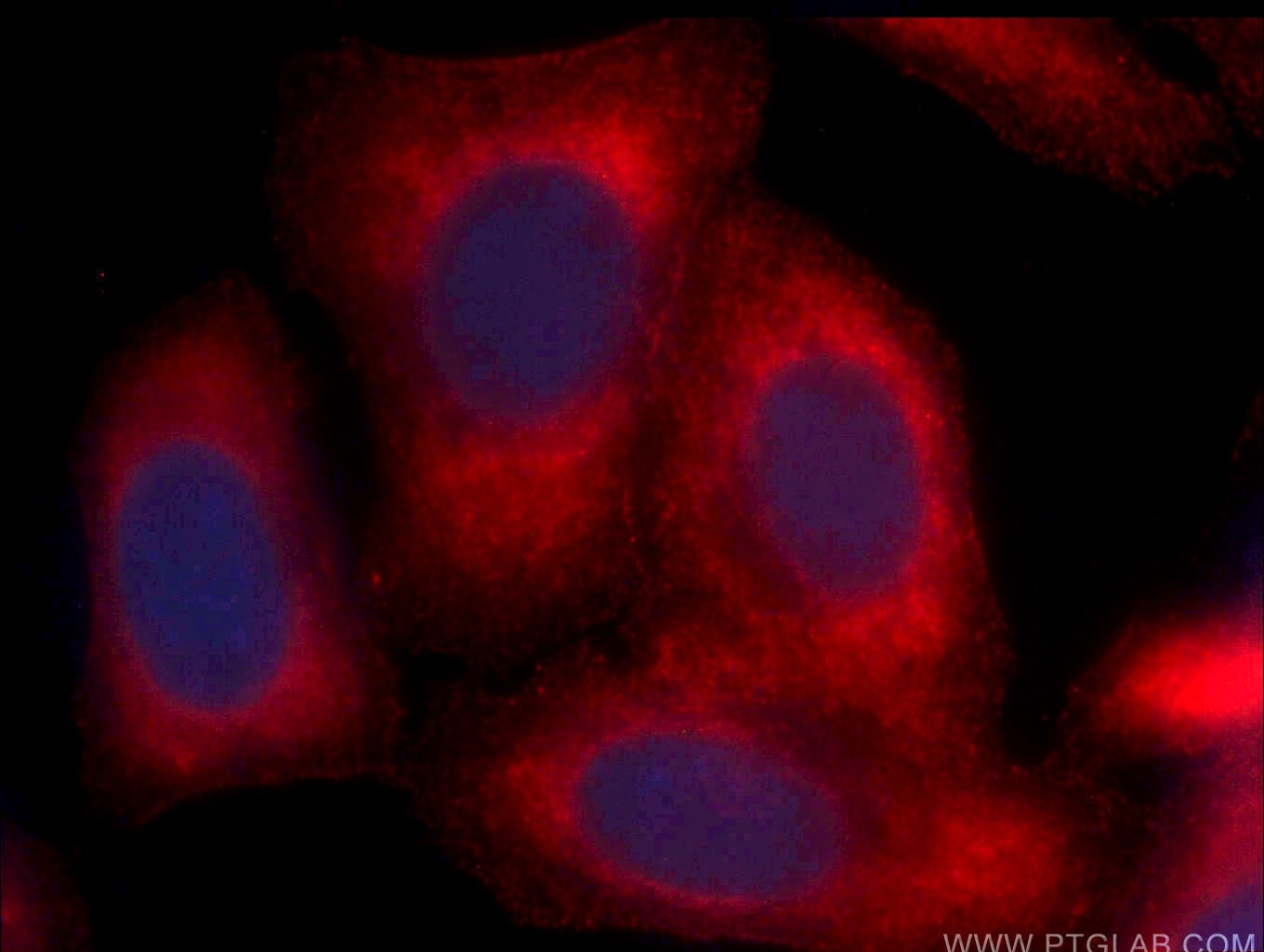 Immunofluorescence (IF) / fluorescent staining of HepG2 cells using CoraLite®594-conjugated Arginase-1 Monoclonal anti (CL594-66129)