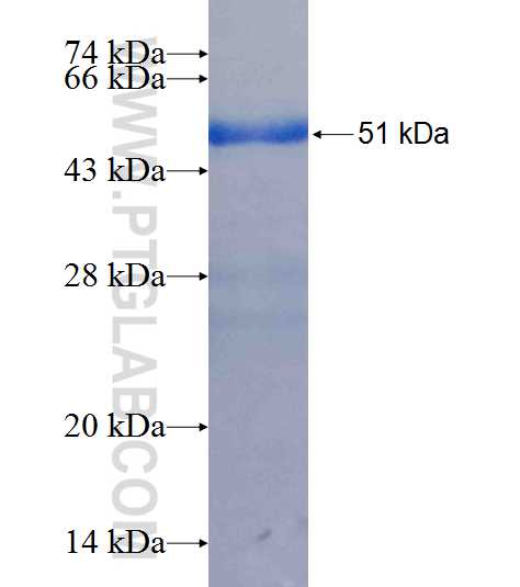 ARG1 fusion protein Ag8595 SDS-PAGE