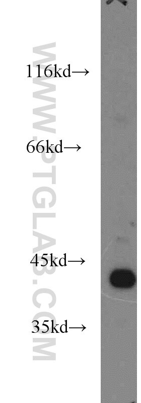 ARG2 Polyclonal antibody