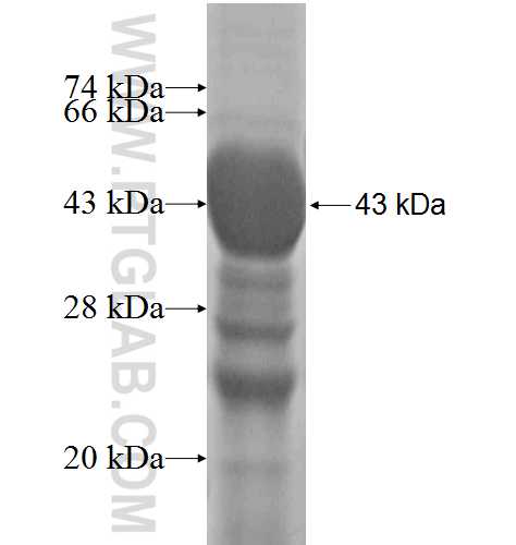 ARG2 fusion protein Ag6609 SDS-PAGE
