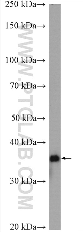 Western Blot (WB) analysis of HEK-293 cells using ARGLU1 Polyclonal antibody (28155-1-AP)