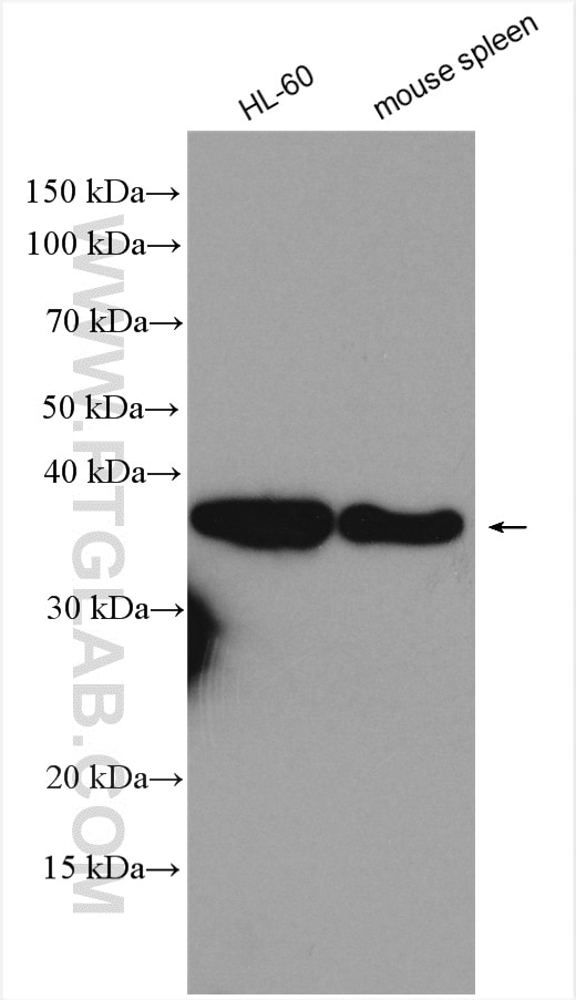 Western Blot (WB) analysis of various lysates using ARGLU1 Polyclonal antibody (28155-1-AP)