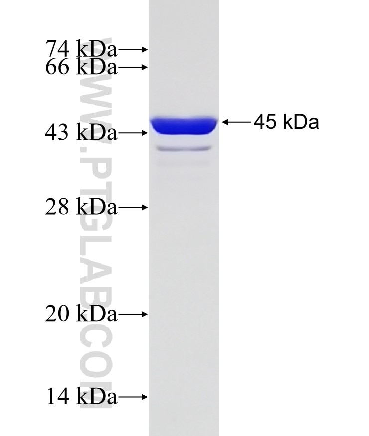 ARGLU1 fusion protein Ag28051 SDS-PAGE