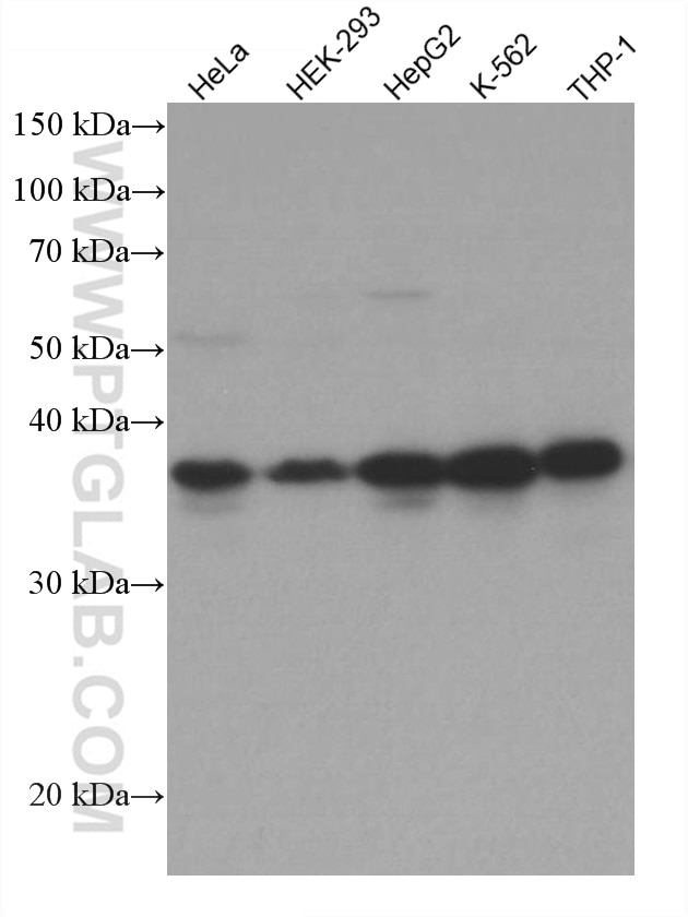 Western Blot (WB) analysis of various lysates using ARH Monoclonal antibody (66932-2-Ig)