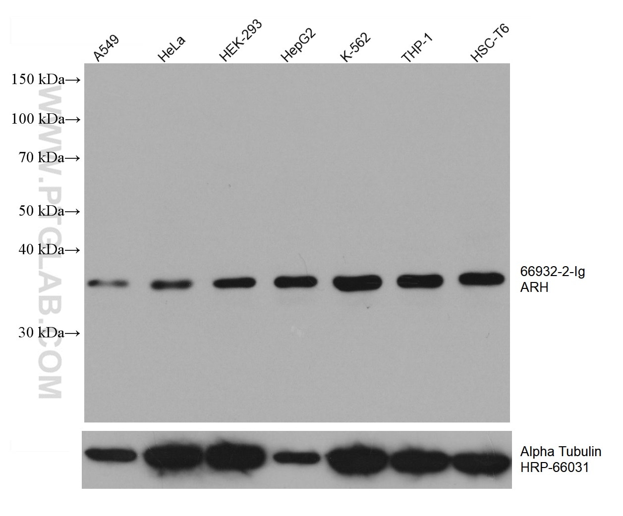 Western Blot (WB) analysis of various lysates using ARH Monoclonal antibody (66932-2-Ig)
