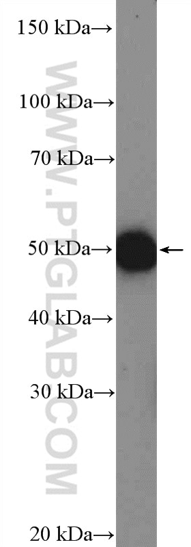 Western Blot (WB) analysis of PC-12 cells using ARHGAP1 Polyclonal antibody (11169-1-AP)