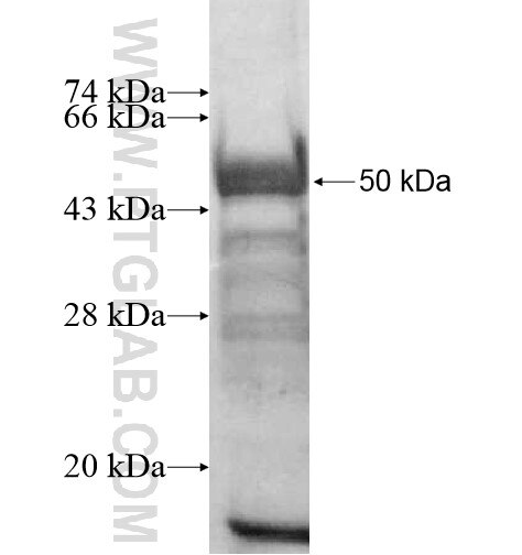 ARHGAP11A fusion protein Ag11489 SDS-PAGE