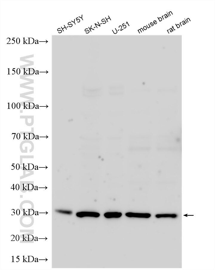 WB analysis using 16746-1-AP Western Blot (WB) analysis of various lysates using ARHGAP11B Polyclonal antibody (16746-1-AP)