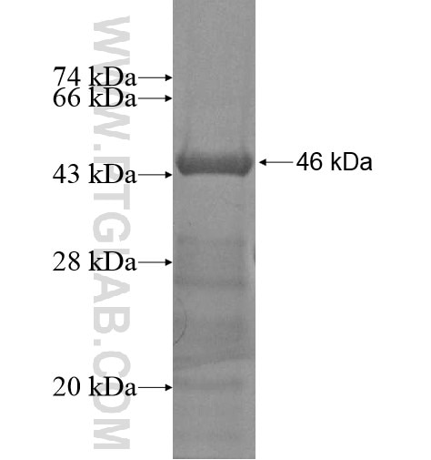 ARHGAP12 fusion protein Ag13223 SDS-PAGE
