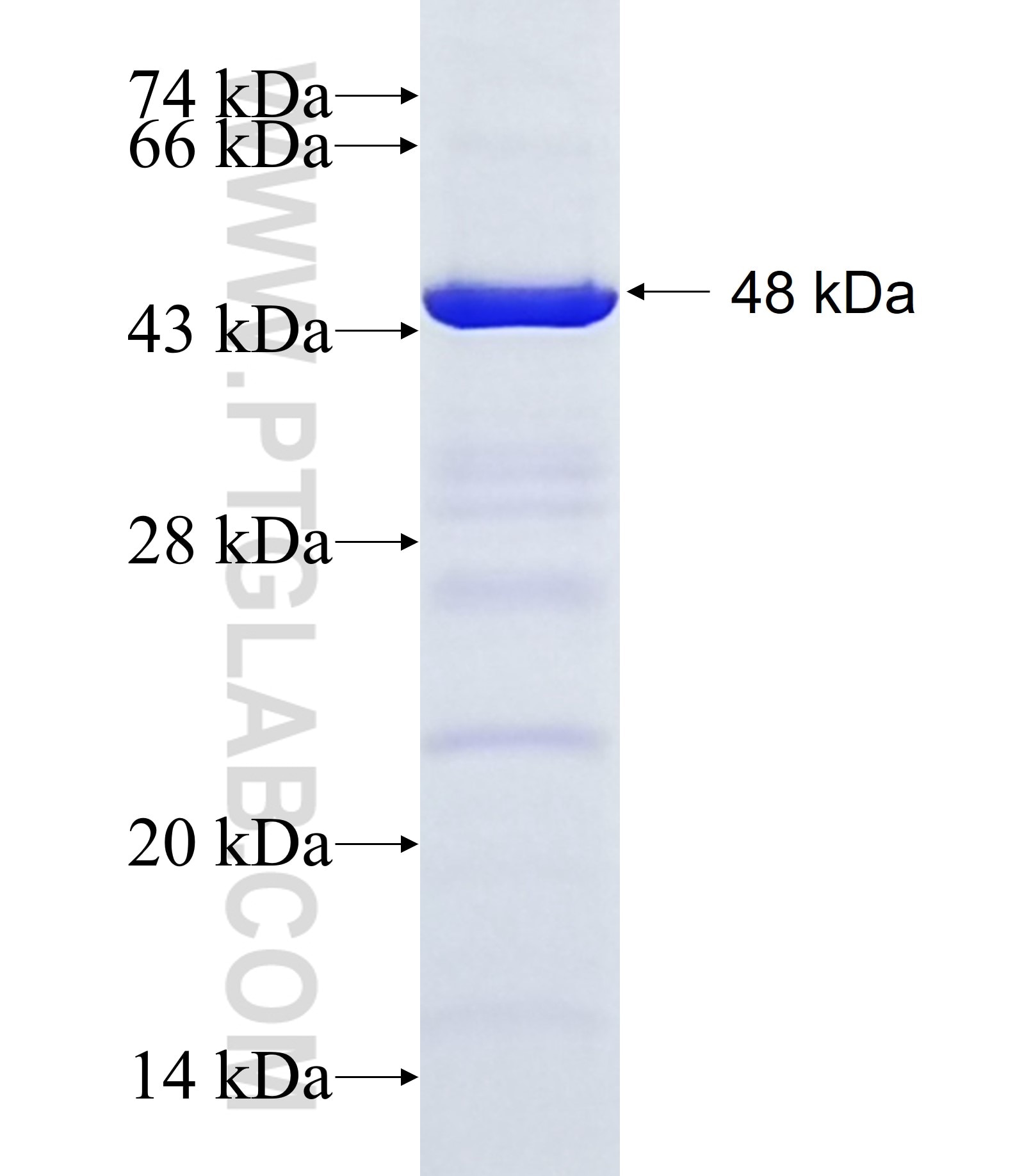 ARHGAP12 fusion protein Ag13223 SDS-PAGE