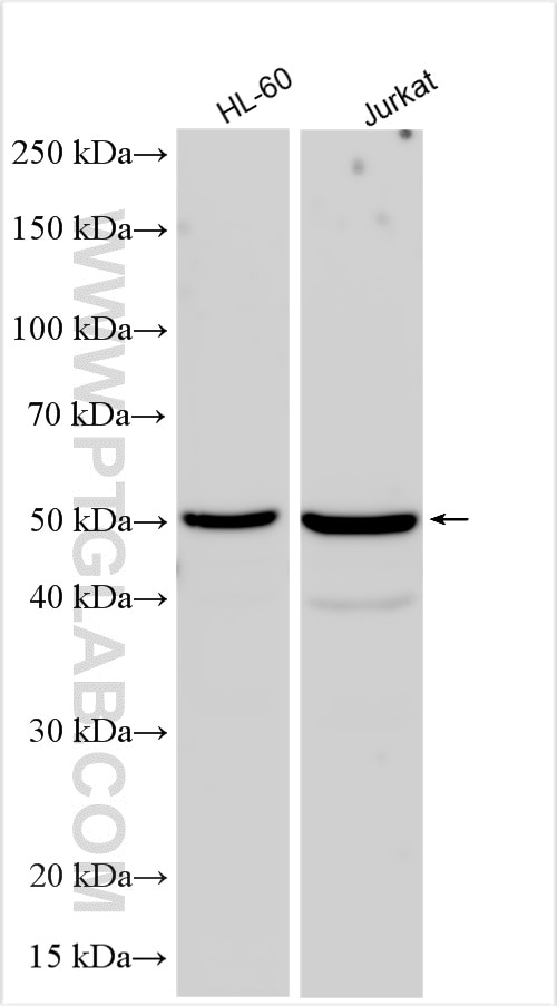 Western Blot (WB) analysis of various lysates using ARHGAP15 Polyclonal antibody (11940-1-AP)