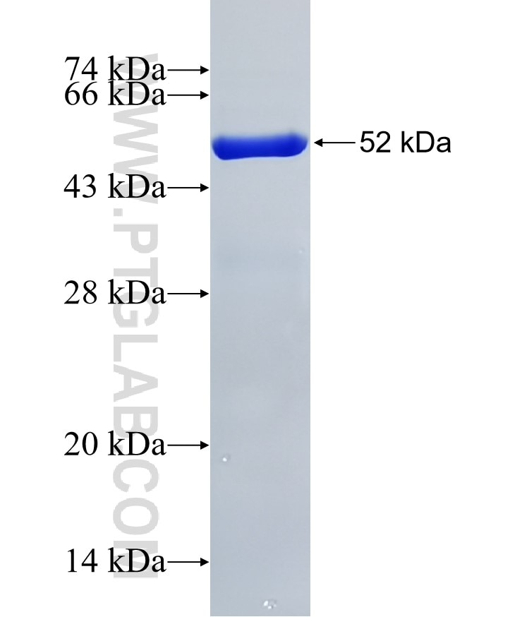 ARHGAP15 fusion protein Ag32274 SDS-PAGE