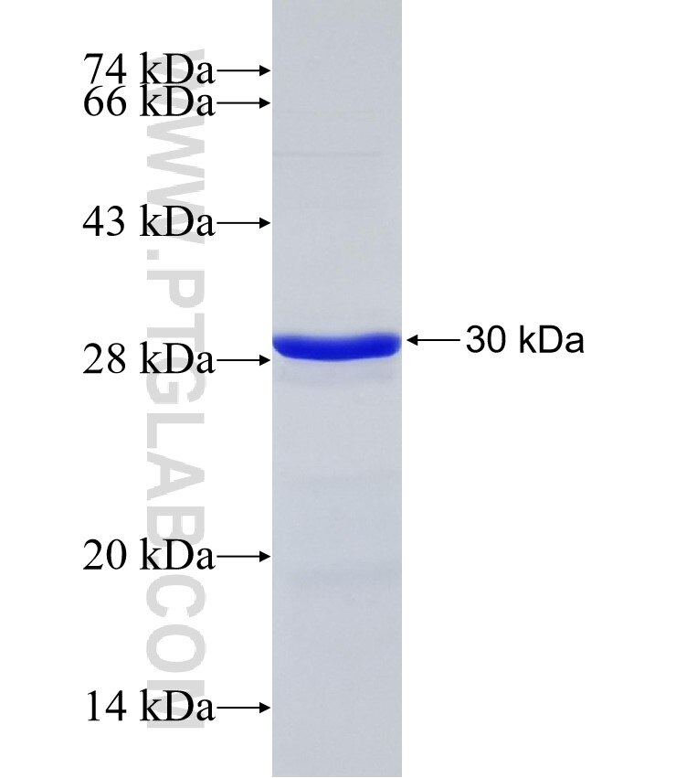 ARHGAP15 fusion protein Ag32276 SDS-PAGE