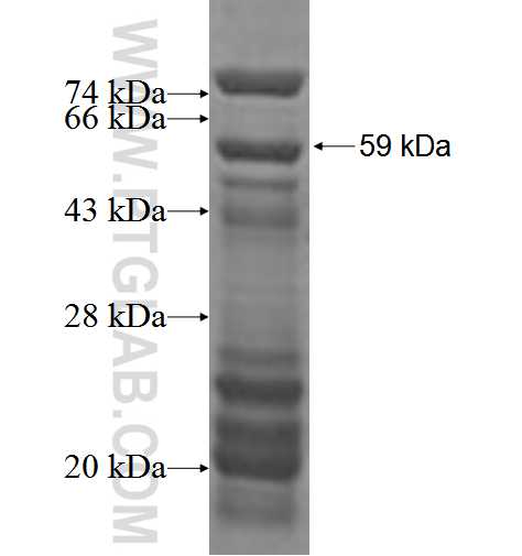 ARHGAP15 fusion protein Ag2538 SDS-PAGE