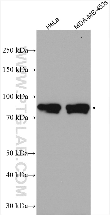 Western Blot (WB) analysis of various lysates using ARHGAP18 Polyclonal antibody (28409-1-AP)