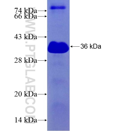 ARHGAP18 fusion protein Ag29144 SDS-PAGE