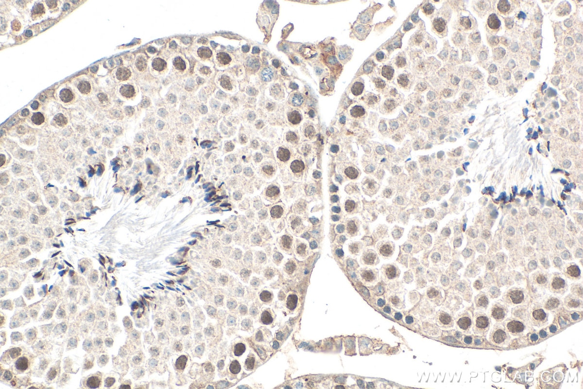 Immunohistochemical analysis of paraffin-embedded mouse testis tissue slide using 31092-1-AP (ARHGAP19 antibody) at dilution of 1:400 (under 40x lens). Heat mediated antigen retrieval with Tris-EDTA buffer (pH 9.0). Immunohistochemistry (IHC) staining of mouse testis tissue using ARHGAP19 Polyclonal antibody (31092-1-AP)