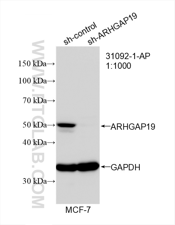 ARHGAP19
