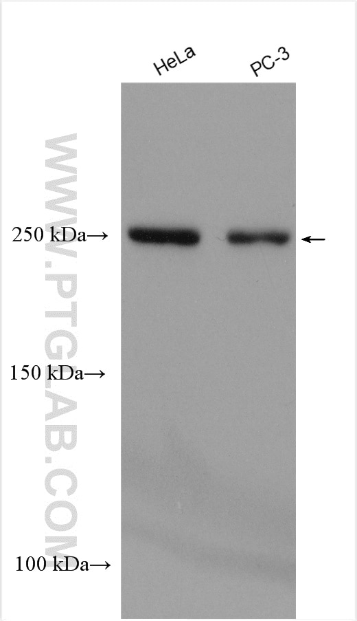 WB analysis using 22183-1-AP