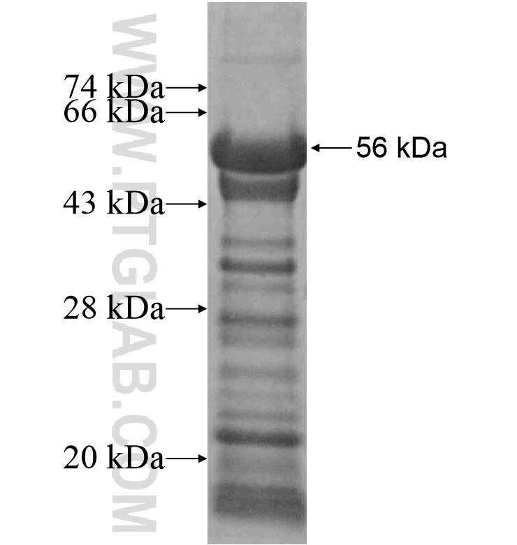 ARHGAP21 fusion protein Ag16497 SDS-PAGE