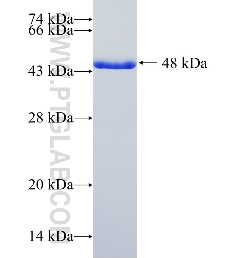 ARHGAP22 fusion protein Ag23212 SDS-PAGE