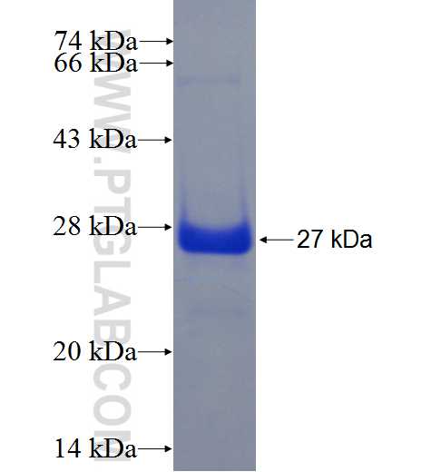 ARHGAP22 fusion protein Ag23217 SDS-PAGE