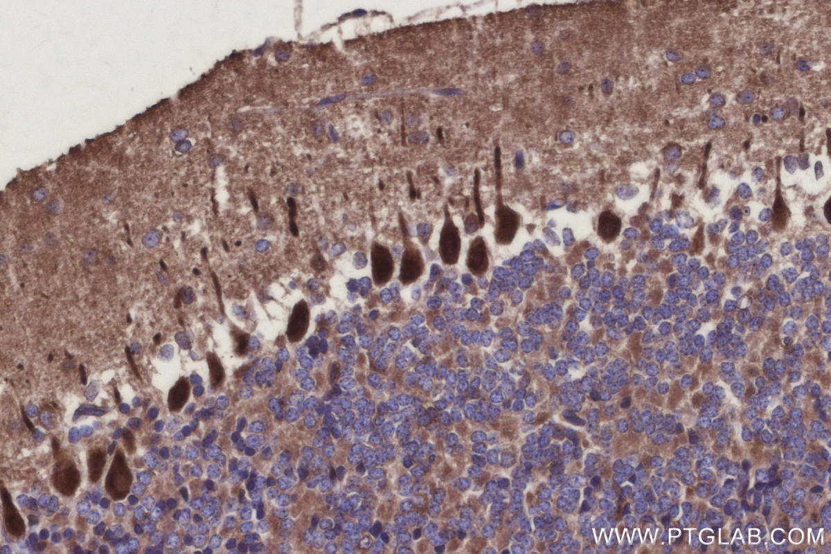 IHC staining of mouse cerebellum using 31938-1-AP Immunohistochemistry (IHC) staining of mouse cerebellum tissue using ARHGAP23 Polyclonal antibody (31938-1-AP)