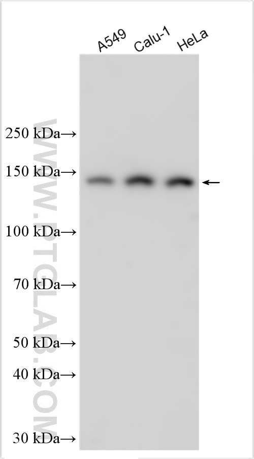 Western Blot (WB) analysis of various lysates using ARHGAP23 Polyclonal antibody (31938-1-AP)