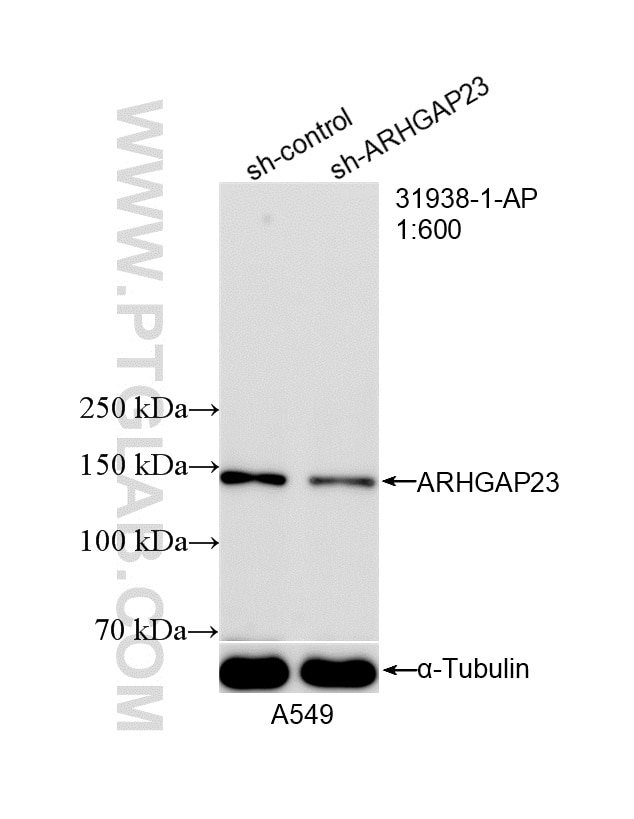Western Blot (WB) analysis of A549 cells using ARHGAP23 Polyclonal antibody (31938-1-AP)