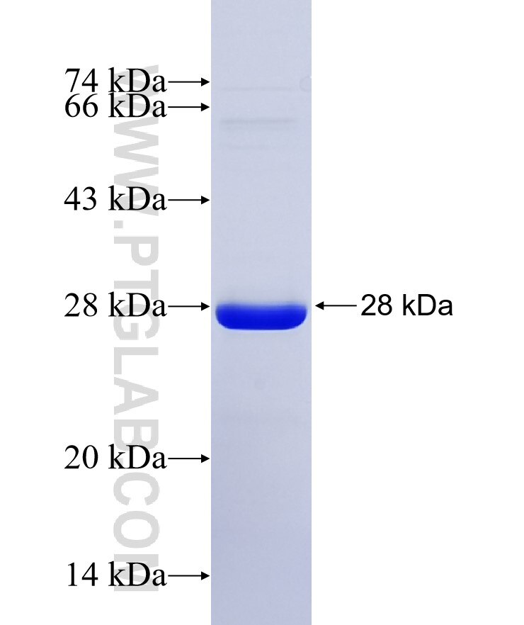 ARHGAP23 fusion protein Ag36340 SDS-PAGE