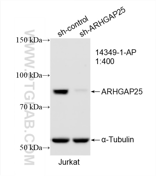 Western Blot (WB) analysis of Jurkat cells using ARHGAP25 Polyclonal antibody (14349-1-AP)