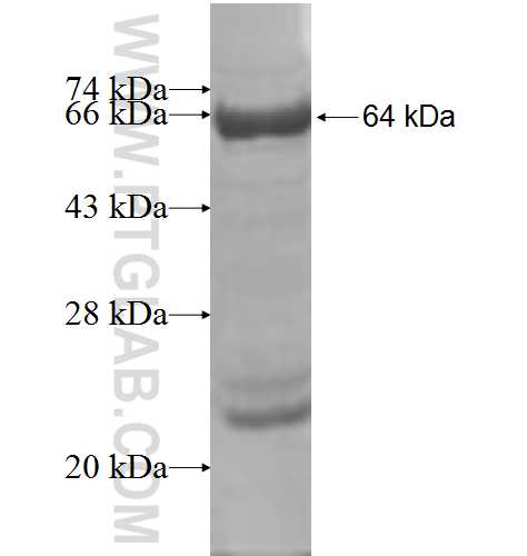 ARHGAP25 fusion protein Ag5691 SDS-PAGE
