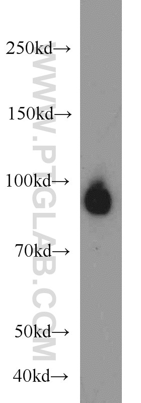 Western Blot (WB) analysis of HepG2 cells using GRAF Polyclonal antibody (17747-1-AP)