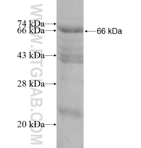 ARHGAP26 fusion protein Ag12008 SDS-PAGE