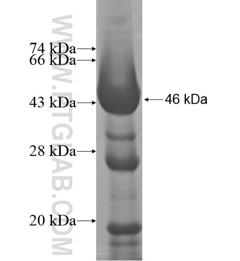 ARHGAP26 fusion protein Ag12028 SDS-PAGE