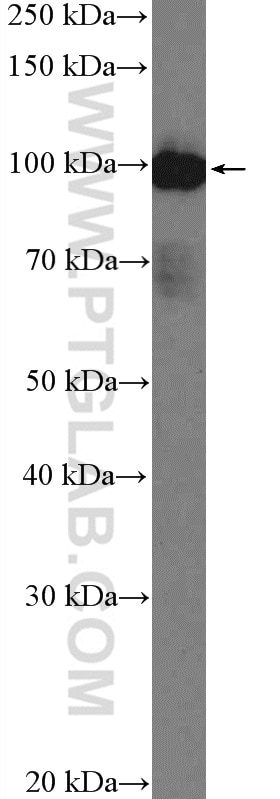 Western Blot (WB) analysis of A549 cells using ARHGAP27 Polyclonal antibody (22077-1-AP)