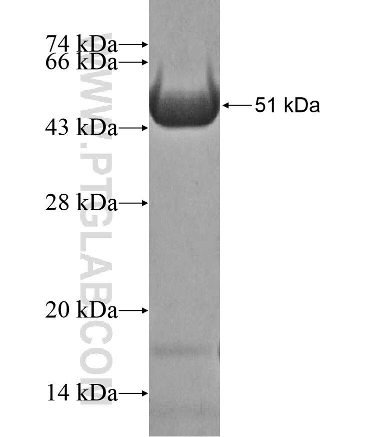 ARHGAP27 fusion protein Ag17225 SDS-PAGE