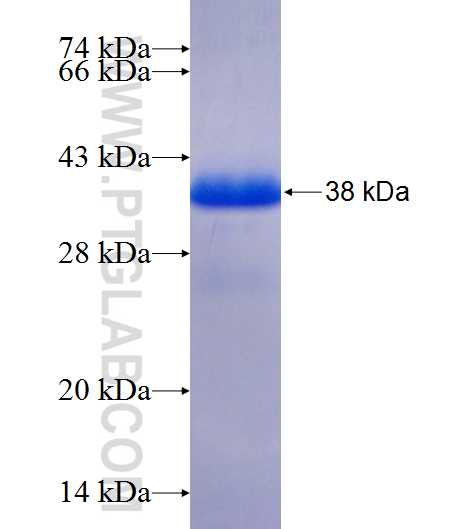 ARHGAP28 fusion protein Ag25300 SDS-PAGE