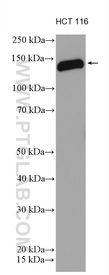 Western Blot (WB) analysis of various lysates using ARHGAP29 Polyclonal antibody (12583-1-AP)