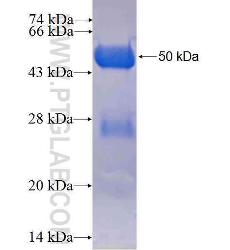 ARHGAP29 fusion protein Ag3282 SDS-PAGE