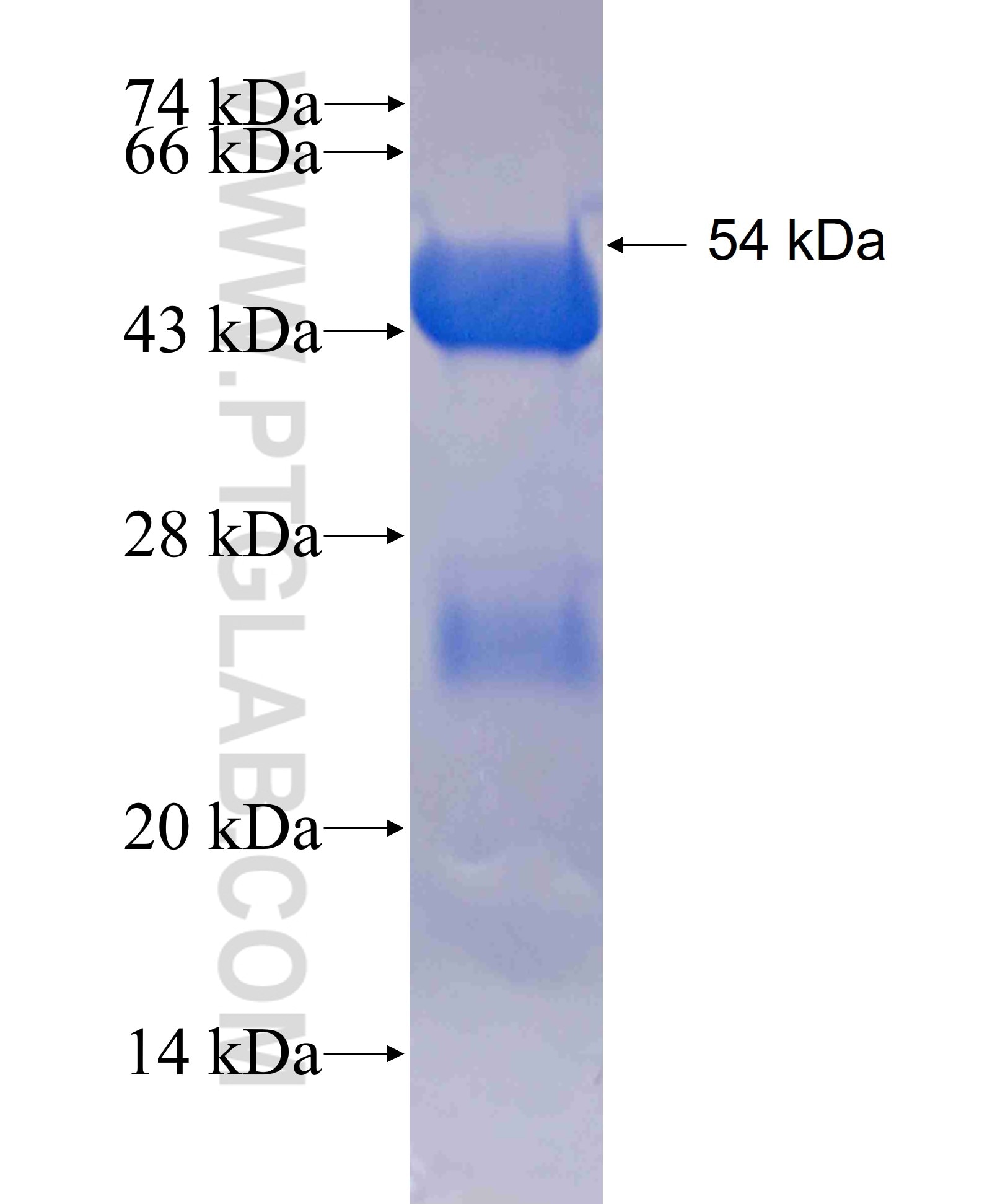 ARHGAP29 fusion protein Ag3282 SDS-PAGE