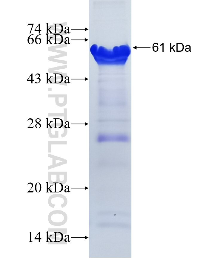 ARHGAP30 fusion protein Ag13226 SDS-PAGE