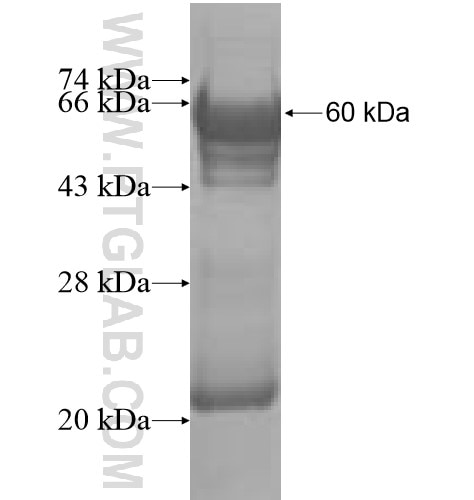 ARHGAP4 fusion protein Ag10091 SDS-PAGE