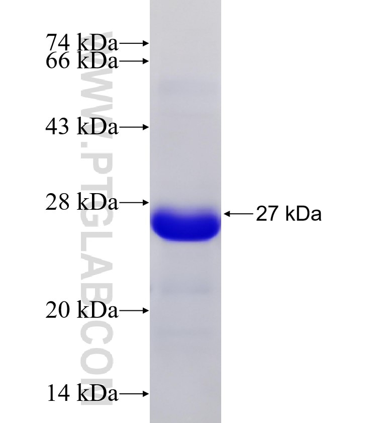 ARHGAP42 fusion protein Ag31434 SDS-PAGE ARHGAP42 fusion protein Ag31434 SDS-PAGE