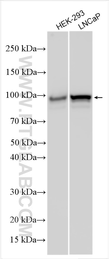 Western Blot (WB) analysis of various lysates using ARHGAP44 Polyclonal antibody (32382-1-AP)