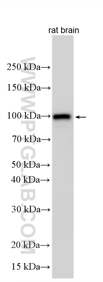 Western Blot (WB) analysis of various lysates using ARHGAP44 Polyclonal antibody (32382-1-AP)