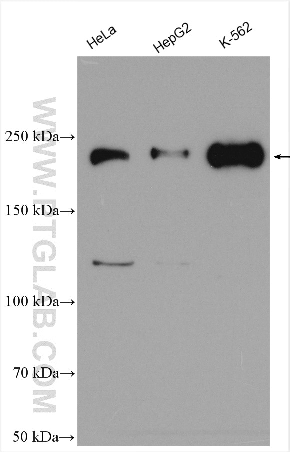 Western Blot (WB) analysis of various lysates using ARHGAP5 Polyclonal antibody (55165-1-AP)