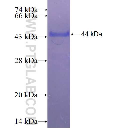 ARHGAP6 fusion protein Ag23151 SDS-PAGE